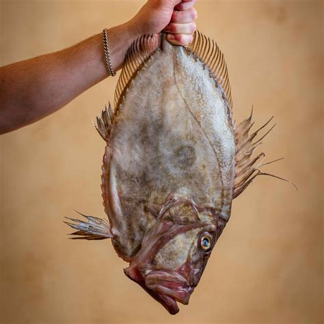 How To Fillet A Fish | Mob