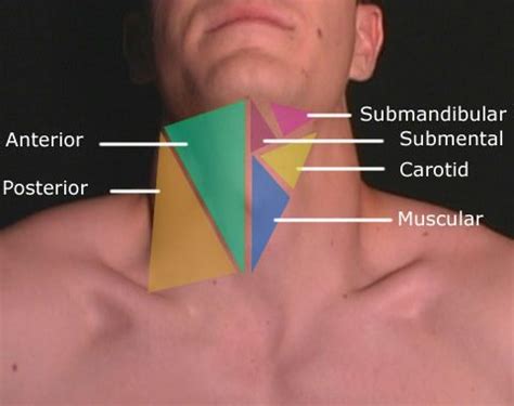 keamanan teruji togelon   bandar teratas terpercaya human anatomy