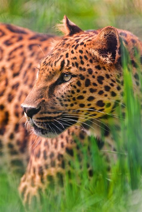 leopard   grass     leopards   raubti flickr