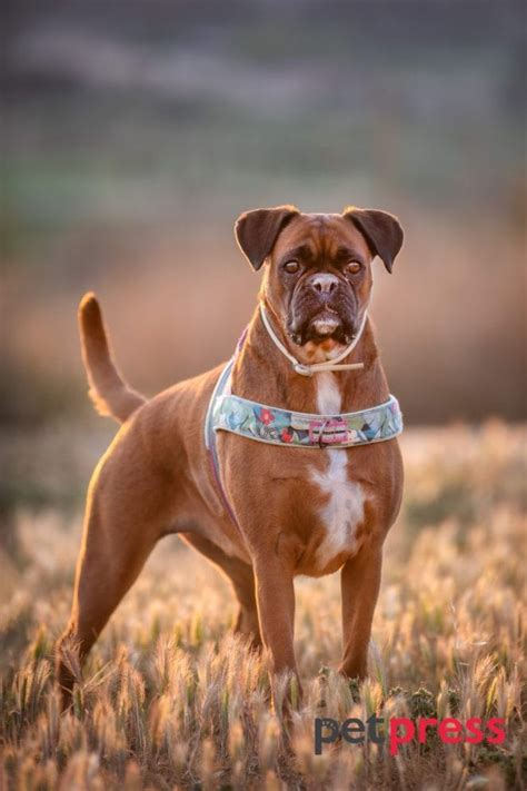 Boxer Dog Exercise: The Ultimate Guide to a Healthy Canine