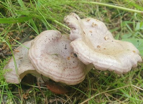 Серушка (Lactarius flexuosus) фото и описание