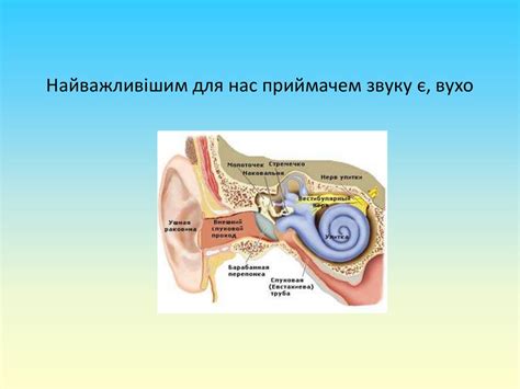 Звук. Джерела звуків - презентация онлайн