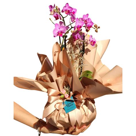 Mini Orquídea