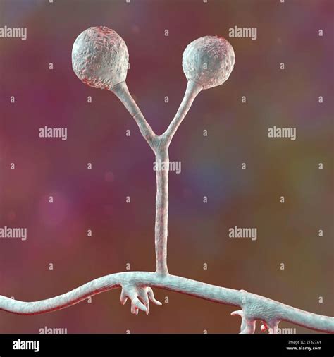 Rhizomucor fungi, illustration Stock Photo - Alamy