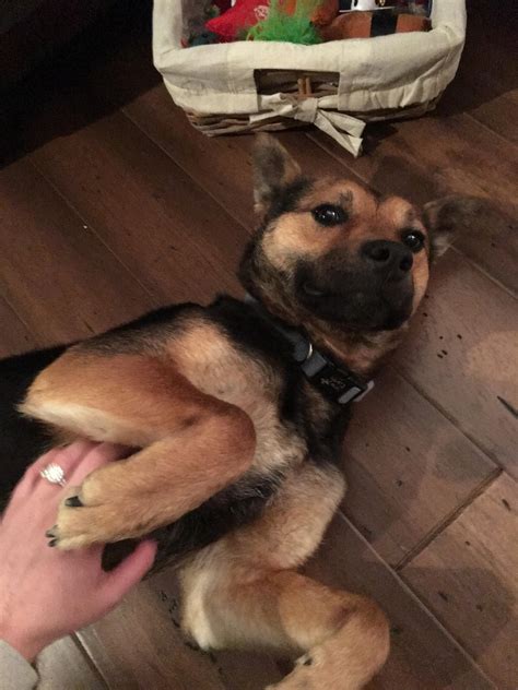 Meet my newly adopted (today) shiba inu/German shepherd, Emma. : r/aww