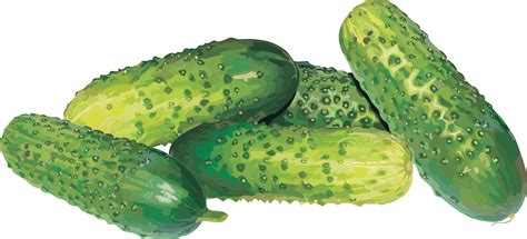 Cucumber PNG Transparent Images