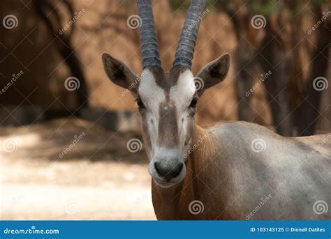 Arabian Oryx (Oryx Leucoryx) Stock Image - Image of outdoor, habitat ...