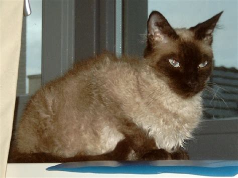 15 Rare Breeds of Cats You Never Knew Existed