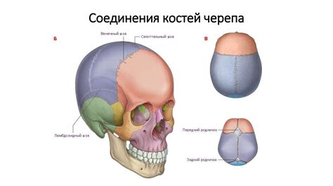 Морфо-функциональная характеристика аппарата движения. Остеология ...