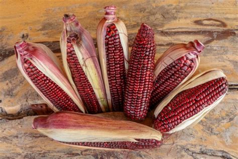 10 Best Sweet Corn Varieties to Grow at Home (With Pictures) | House Grail