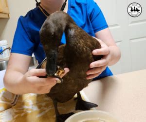 How to Conduct a Duck Health Check: A Comprehensive Guide