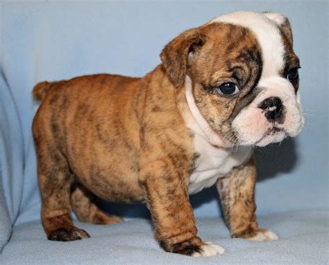English Baby Bulldog Wallpapers - Top Free English Baby Bulldog