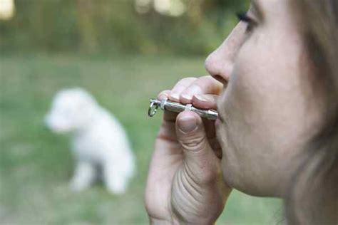 dog whistle training