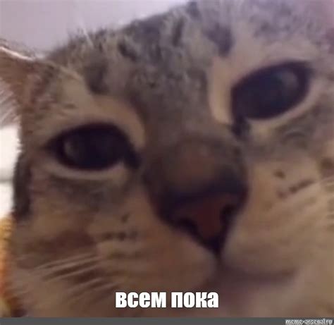 Создать мем "кота, кот грустит, грустный кот" - Картинки - Meme-arsenal.com
