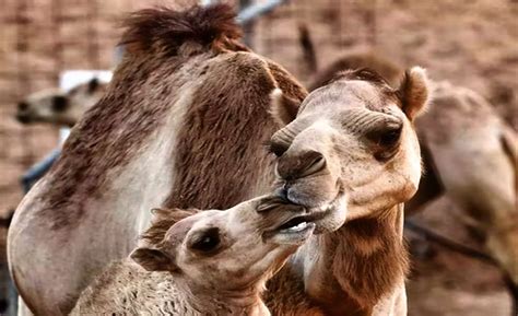 What Do Camels Eat in the Desert: Grass, Cactus & ʻOi aku