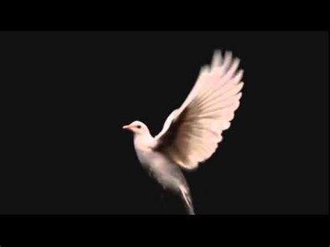 футаж руки и голубь - YouTube