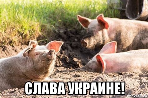слава украине!, Мем Свиньи - Рисовач .Ру