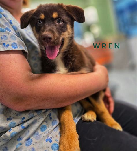 Helping Hands Humane... - Helping Hands Humane Society