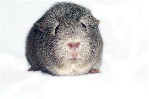 Free Grey guinea pig Stock Photo - FreeImages.com