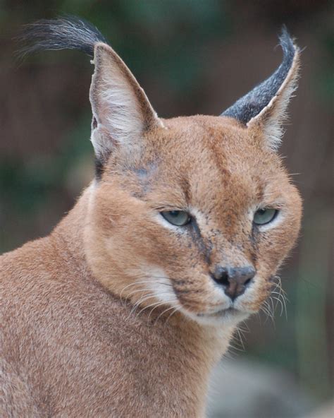 Linx (Toronto Zoo) | Joseph Kippax | Flickr