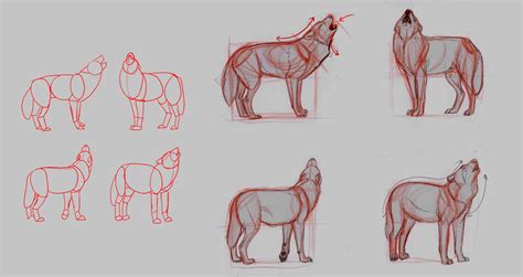 Wolf Anatomy Drawing at GetDrawings | Free download