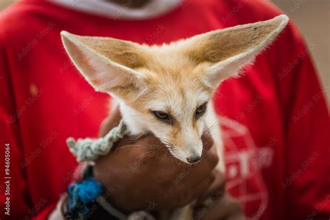 a cute desert fox Stock Photo | Adobe Stock