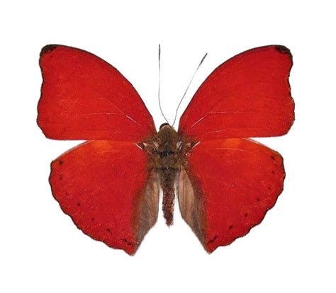 bicbugs cymothoe sangaris blood red glider butterfly africa