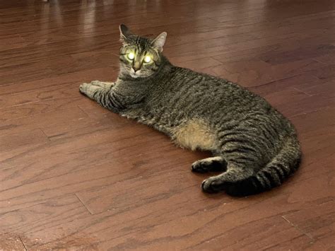 556 best Laser Cat images on Pholder | Laser Eyed Cats, Cats and