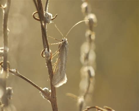 Genus Deuterotinea · iNaturalist