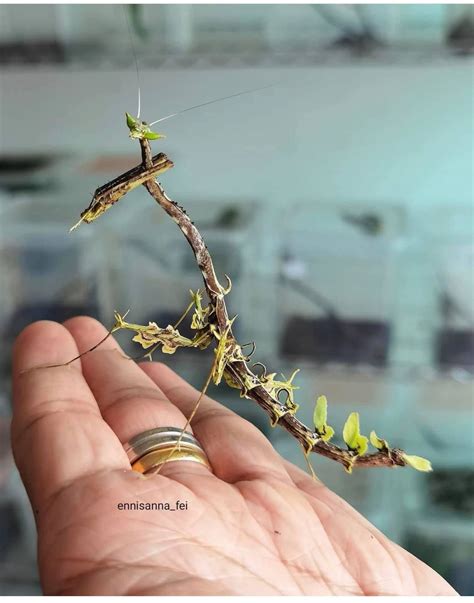 dragon mantis toxodera beieri pretty animals animals beautiful