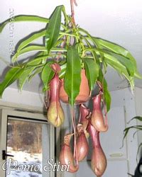 Непентес Nepenthes