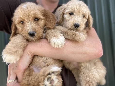 Goldendoodle Puppies for sale Minnesota
