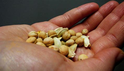 Take a Closer Look at What's Inside a Seed - Hobby Farms