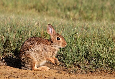 cottontail rabbit  morning dew  stock photo public domain pictures