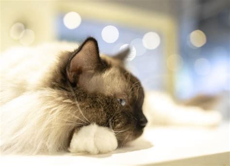 Why Does My Cat Ignore Me? | PetMD