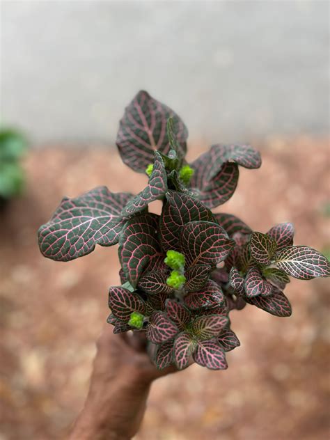 Fittonia Pink Nerve Plant – Prop & Grow Plant Shop