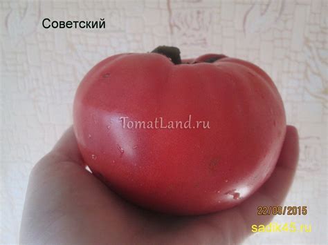 Томат Советский: ОТЗЫВЫ (9), фото, урожайность | tomatland.ru