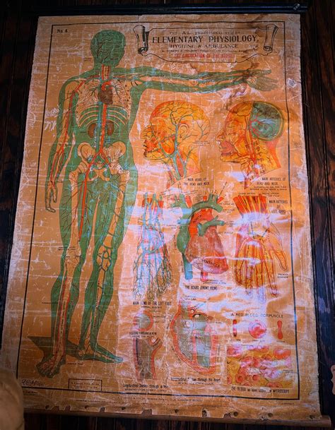 Bearded Lady Vintage and Oddities | Burbank CA