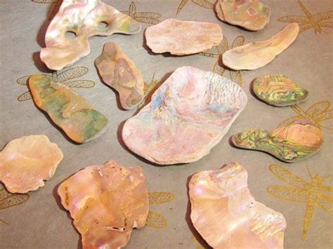 Abalone Shells Tumbled Shell Pieces Jewelry Craft Supply | Etsy | Beach ...