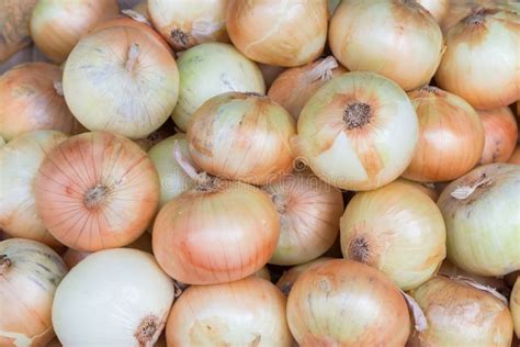 Bulbo Da Cebola Branca No Mercado Foto de Stock - Imagem de alimento ...