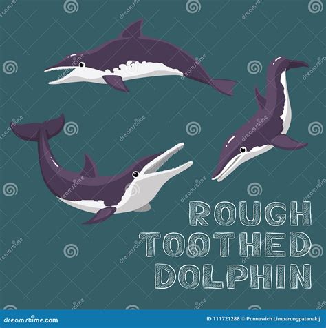 Rough-Toothed Dolphin Cartoon Vector Illustration Stock Vector