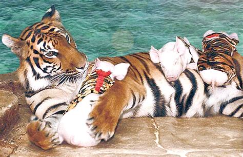 Тигриный зоопарк Сирача (Siracha Tiger Zoo)