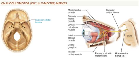 Oculomotor nerve location, function, oculomotor nerve palsy & damage