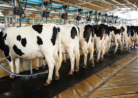 Home - IBA Dairy Supplies | Quality Dairy and Farming Products