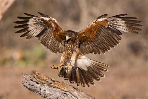 Harris's Hawk | Birds of prey, Bird, Prey