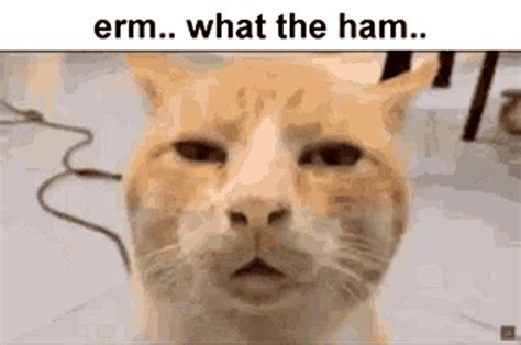 Erm What GIF - Erm What The - Discover & Share GIFs