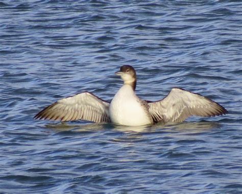 Draycote Water