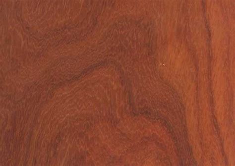 Padouk — Wood Myth S.A.L