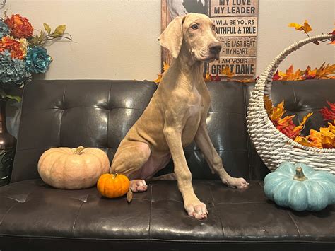 AKC Lilac Brindle Female Great Dane - Great Dane Puppies for Sale in