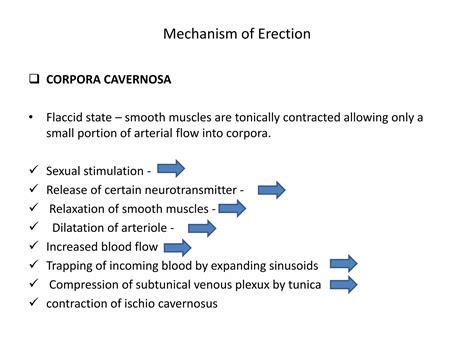 anatomy  penis physiology  erection pptx
